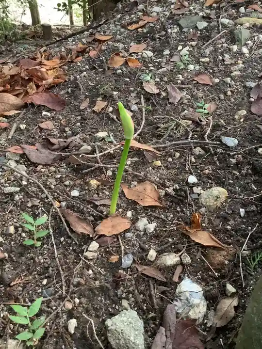 玉野御嶽神社の自然