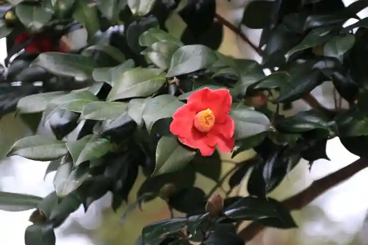 阿久津「田村神社」(郡山市阿久津町)旧社名:伊豆箱根三嶋三社の自然