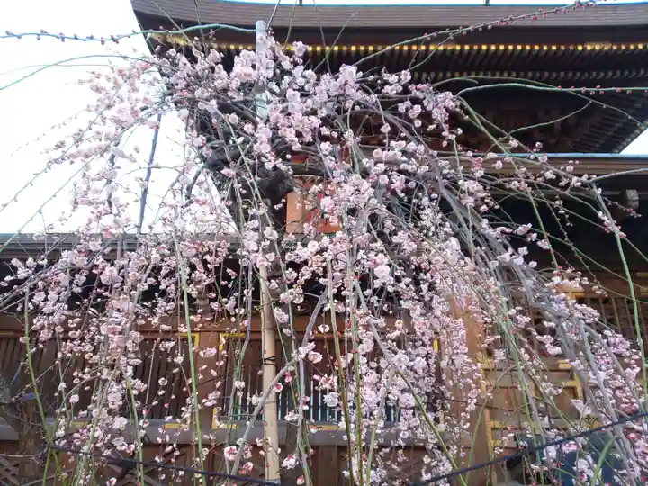 湯島天満宮の自然