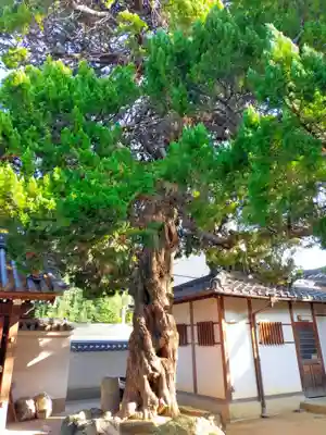 明教寺(大阪府)