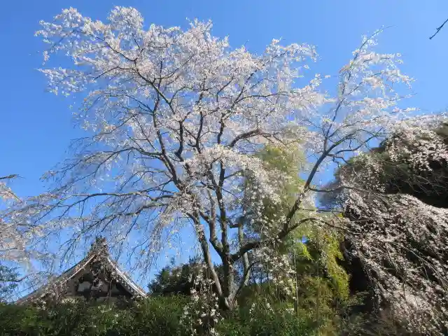 安國論寺(安国論寺)の自然