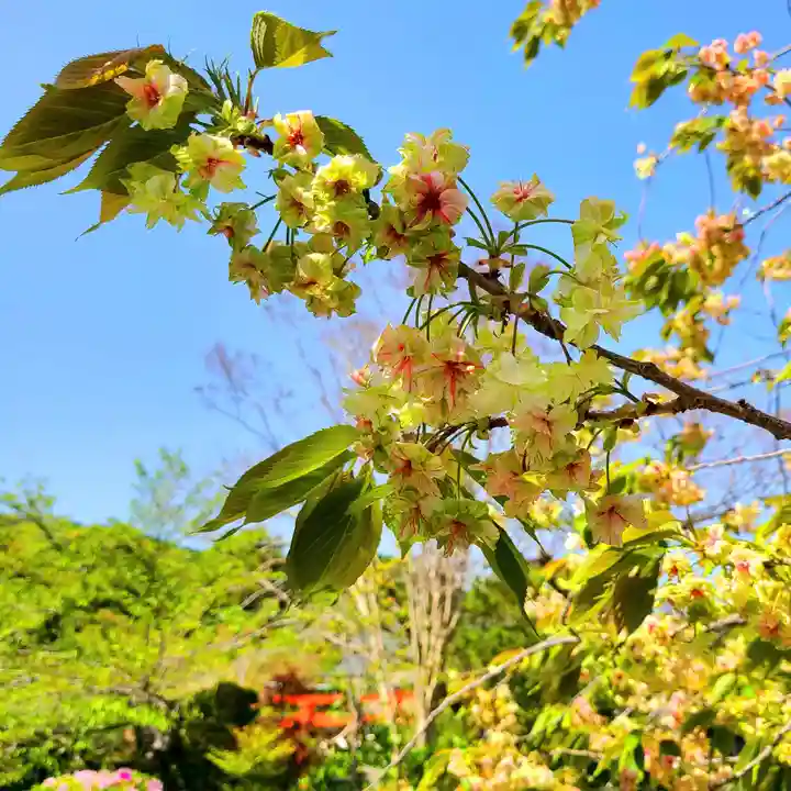 二川伏見稲荷の自然