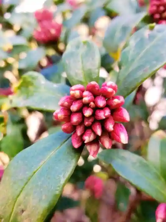 鳳林寺(東京都)
