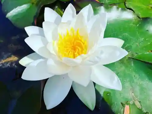 真言宗　善通寺派　薬王寺(香川県)