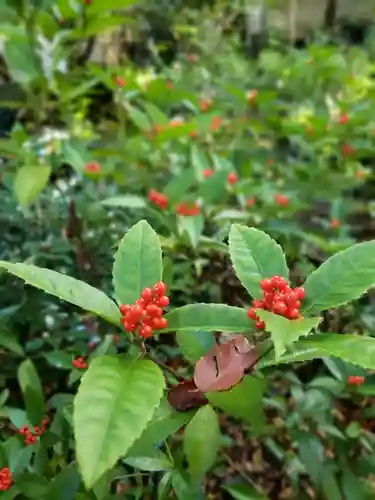 赤坂氷川神社の自然