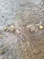 札幌護國神社の自然