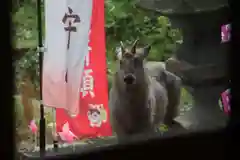 高司神社〜むすびの神の鎮まる社〜の動物