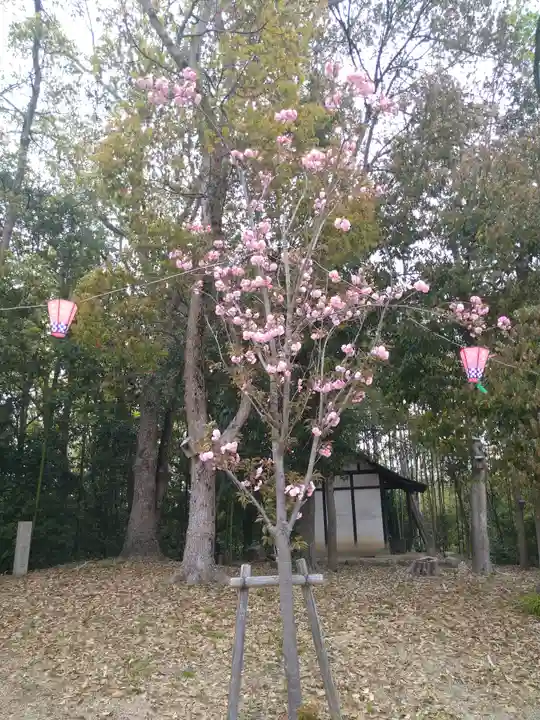 千光寺奥之院の自然