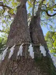 代々木八幡宮の自然