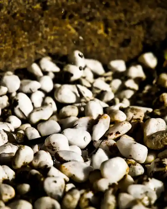 三峯神社(群馬県)