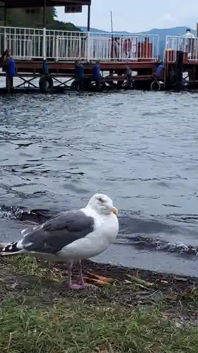 神社（洞爺湖中の島）の動物