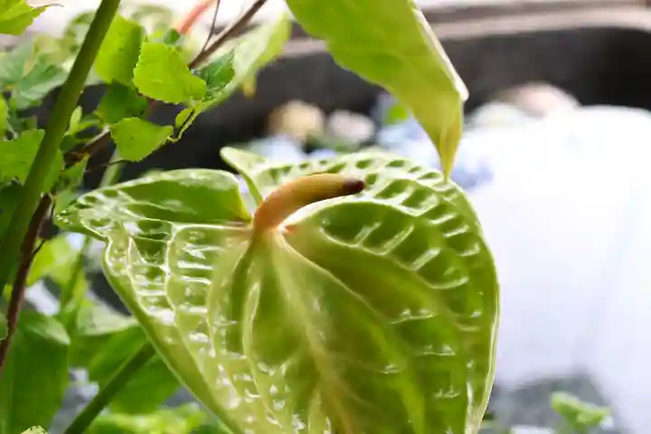 三津厳島神社の自然