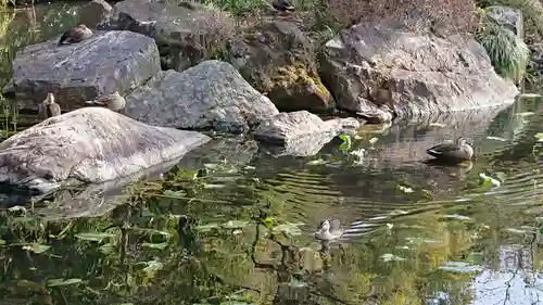 貫井神社の庭園