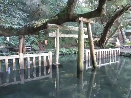 鹿島神宮の鳥居