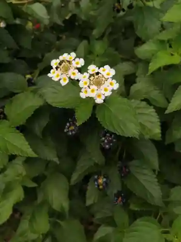 源九郎稲荷神社の自然