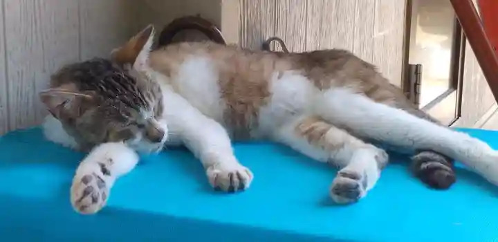 網戸神社の動物