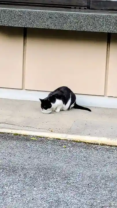 白金氷川神社の動物