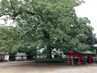 春日神社の自然
