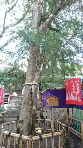 大宮八幡宮の自然