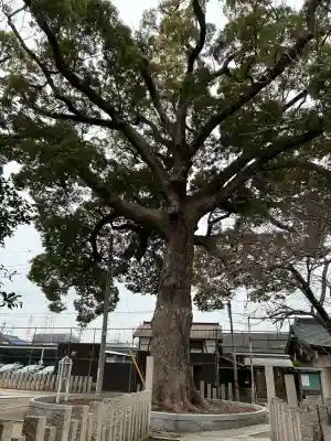 阿麻美許曽神社の{uncategorized: "未分類", other: "その他", undefined: "問題あり", building: "その他建物", grave: "お墓", sacred_gate: "鳥居", guardian: "狛犬", statue: "像", buddha: "仏像", history: "歴史", nature: "自然", garden: "庭園", animal: "動物", pagoda: "塔", temizu: "手水舎", mountain_gate: "山門・神門", sanctuary: "本殿・本堂", subordinate: "末社・摂社", art: "芸術", scenery: "景色", jizo: "地蔵", ema: "絵馬", goshuin: "御朱印", omikuji: "おみくじ", items: "授与品その他", amulet: "お守り", goshuincho: "御朱印帳", eats: "食事", festival: "お祭り", votive_dance: "神楽", shichigosan: "七五三参", wedding: "結婚式", experience: "体験その他", initially: "初詣", around: "周辺", anti_infection: "感染症対策"}