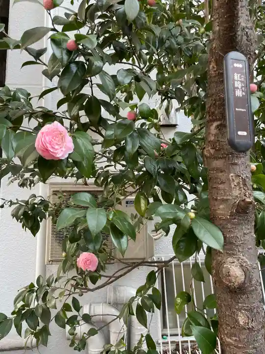 花園神社の自然