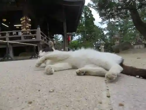 智恩寺(京都府)