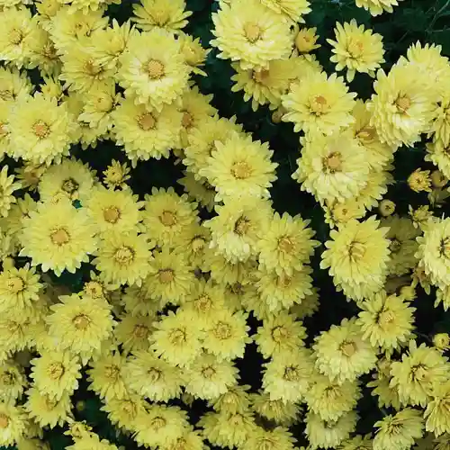 豊景神社の自然