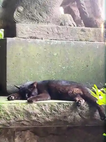 代々木八幡宮の動物