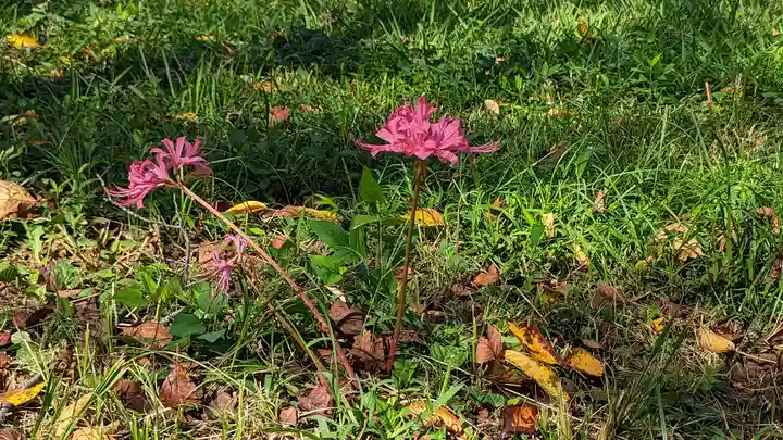 平野神社(京都府)