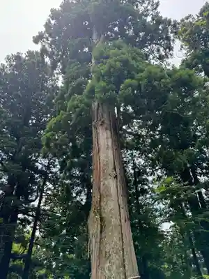 戸隠神社中社(長野県)
