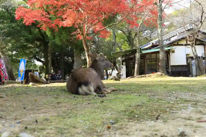 春日大社(奈良県)