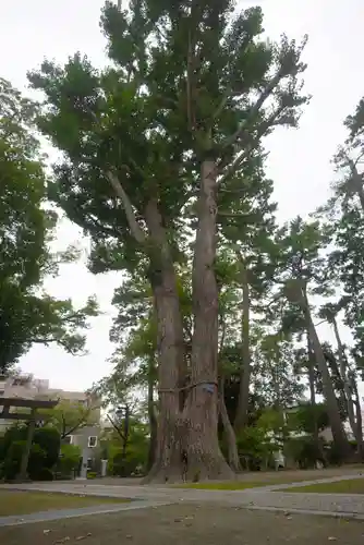 春日神社の自然