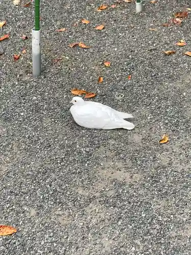 鶴岡八幡宮(神奈川県)