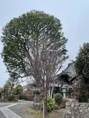 普明寺(東京都)