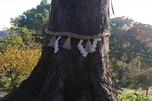 阿久津「田村神社」（郡山市阿久津町）旧社名：伊豆箱根三嶋三社の自然