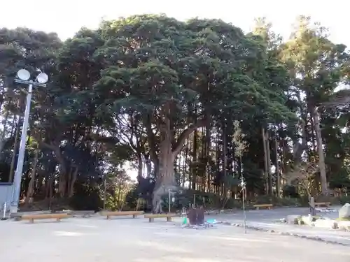 神明神社（相差町）の自然