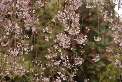阿弥陀寺の自然