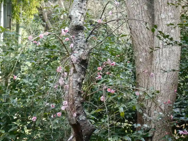 安國論寺(安国論寺)の自然