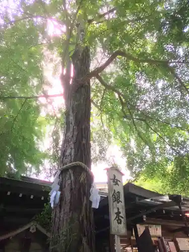 大宮八幡宮の自然