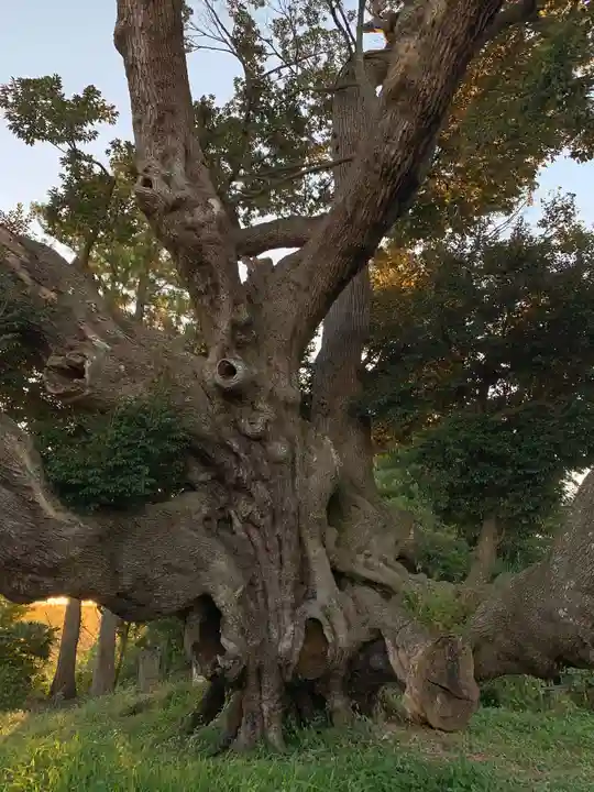 八幡神社の自然