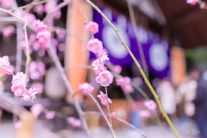 東京大神宮(東京都)