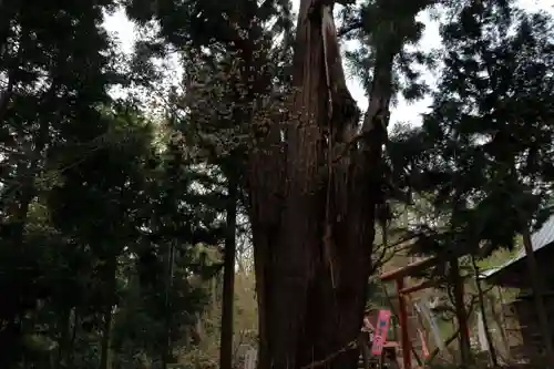 磐椅神社の自然