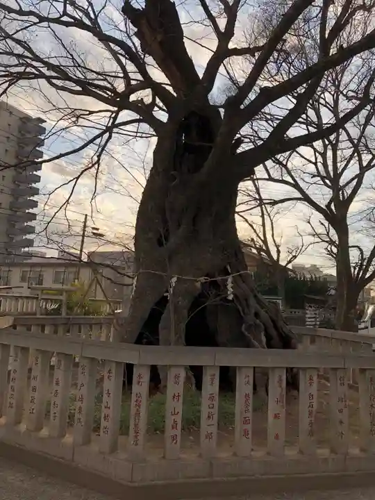高城神社の自然