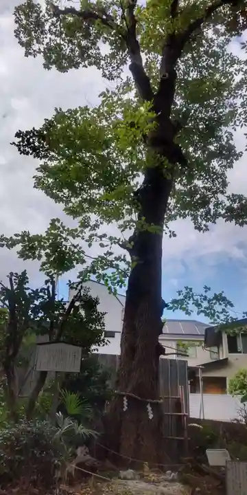 戸越八幡神社(東京都)