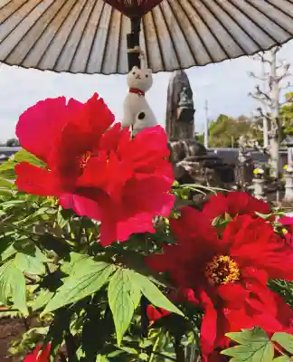 真言宗　善通寺派　薬王寺の{uncategorized: "未分類", other: "その他", undefined: "問題あり", building: "その他建物", grave: "お墓", sacred_gate: "鳥居", guardian: "狛犬", statue: "像", buddha: "仏像", history: "歴史", nature: "自然", garden: "庭園", animal: "動物", pagoda: "塔", temizu: "手水舎", mountain_gate: "山門・神門", sanctuary: "本殿・本堂", subordinate: "末社・摂社", art: "芸術", scenery: "景色", jizo: "地蔵", ema: "絵馬", goshuin: "御朱印", omikuji: "おみくじ", items: "授与品その他", amulet: "お守り", goshuincho: "御朱印帳", eats: "食事", festival: "お祭り", votive_dance: "神楽", shichigosan: "七五三参", wedding: "結婚式", experience: "体験その他", initially: "初詣", around: "周辺", anti_infection: "感染症対策"}