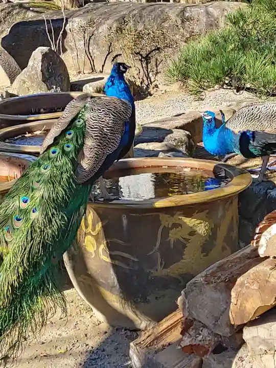 楽法寺(雨引観音)(茨城県)