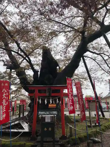 秩父今宮神社の自然