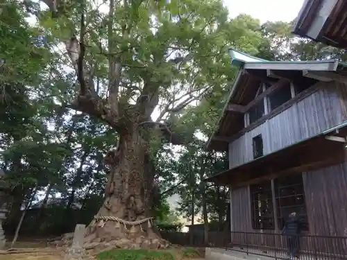 川津来宮神社の自然