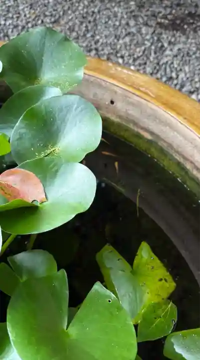 阿佐ヶ谷神明宮(東京都)