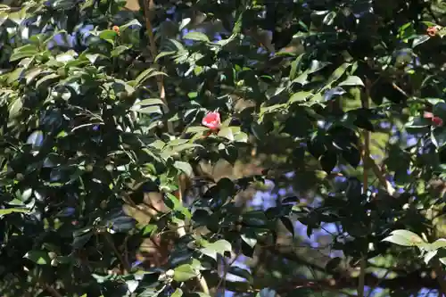 阿久津「田村神社」（郡山市阿久津町）旧社名：伊豆箱根三嶋三社の自然